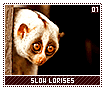 slowlorises01