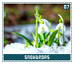 snowdrops07