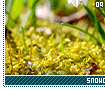 snowdrops09