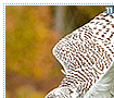 snowyowls11