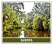 swamps06