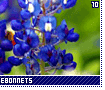 texasbluebonnets10