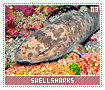 swellsharks03