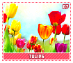 tulips07