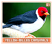 yellowbilledcardinals01