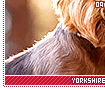 yorkshireterriers17